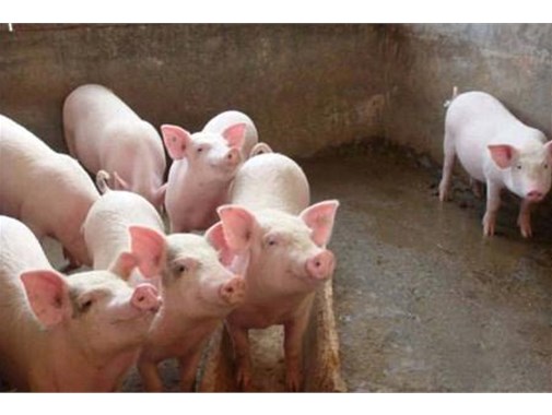 養(yǎng)殖污水的三種處理模式，學(xué)起來！