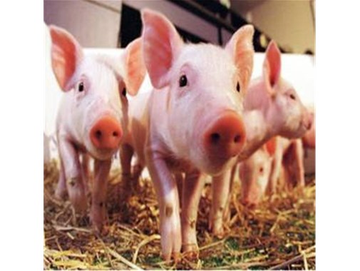 技術(shù)干貨！養(yǎng)殖污水處理的技術(shù)詳情